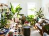 How to choose from the best indoor plants for home