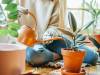 How Indoor and Outdoor Plants Help to Improve the Health of The Home