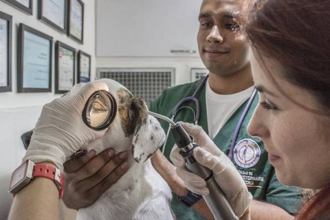 How To Become A Veterinarian In Qatar