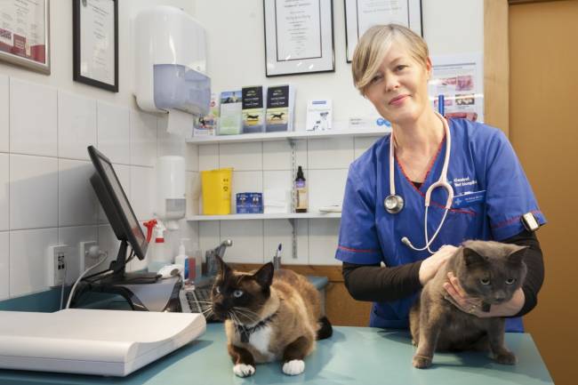 How To Become A Veterinarian In New Zealand