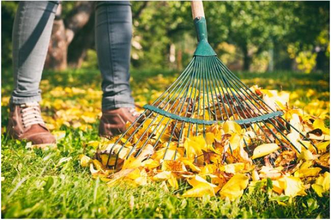 The Psychology of a Clean Yard