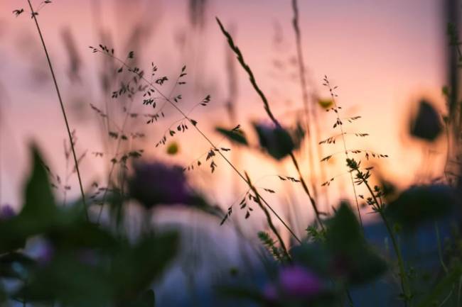 Weed Management: Tips for Keeping Your Garden Weed-Free