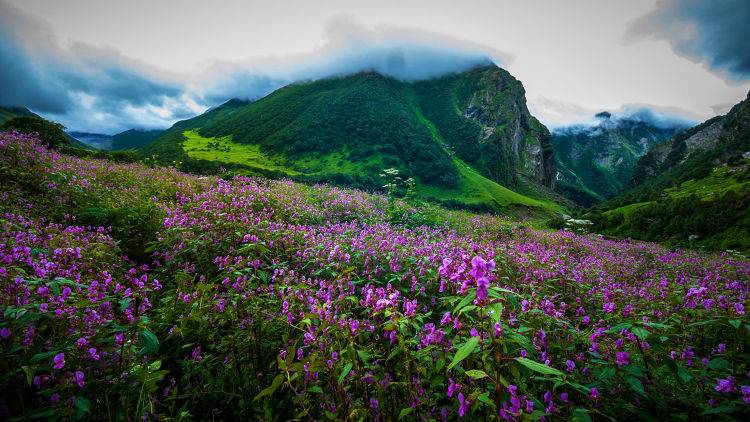 Valley of Flower- A Nature’s Trail