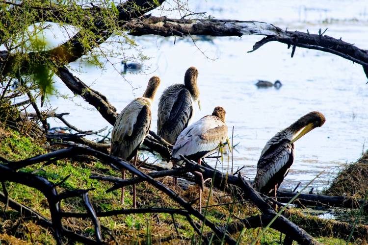 Experience the Tranquility of Nature at Bharatpur