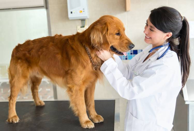 What to See In Veterinary Merchant Services 