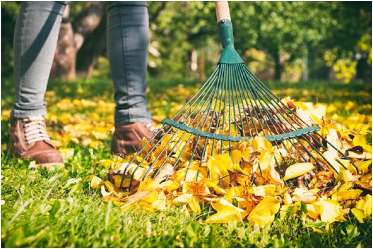 The Psychology of a Clean Yard